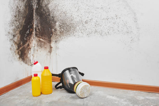 Best Residential Mold Removal  in Pulaski, WI