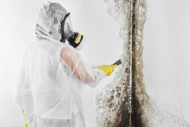 Best Mold Removal Company Near Me  in Pulaski, WI