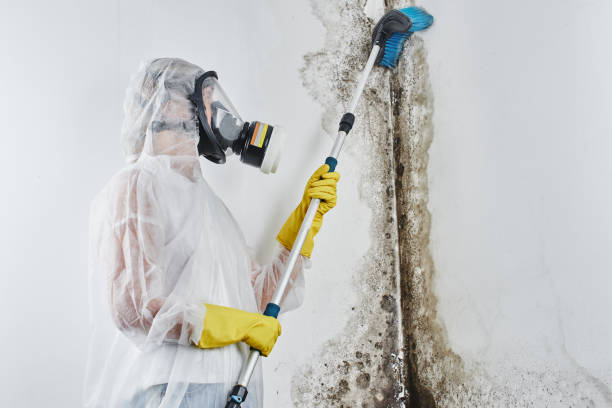 Mold Testing and Removal in Pulaski, WI