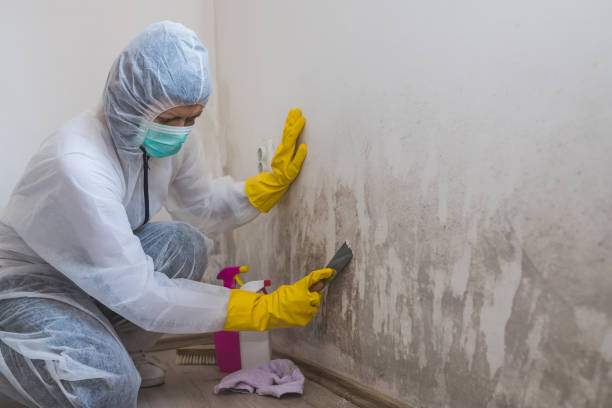 Best Home Mold Removal  in Pulaski, WI