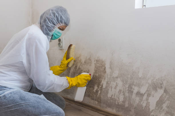 Best Same-Day Mold Removal  in Pulaski, WI