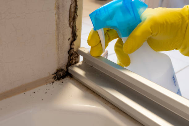 Best Mold Testing and Removal  in Pulaski, WI