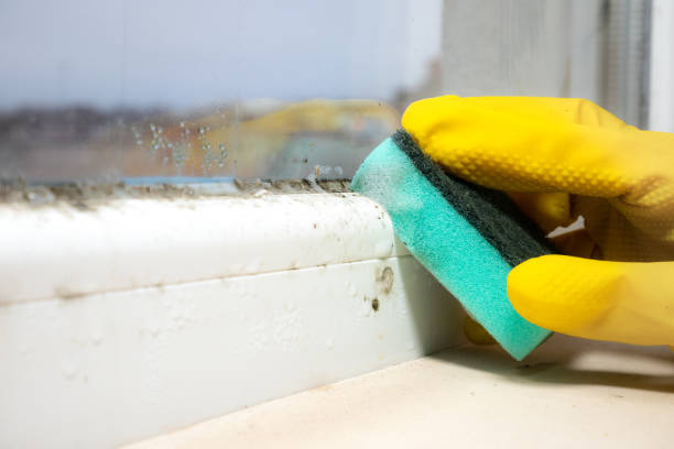 Best Mold Damage Repair  in Pulaski, WI