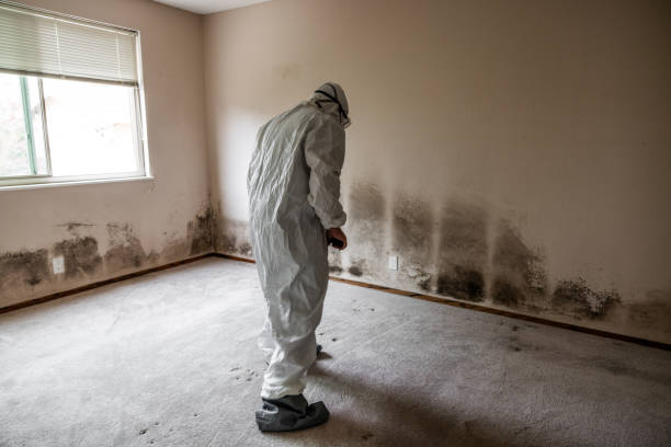 Best Mold Damage Repair  in Pulaski, WI