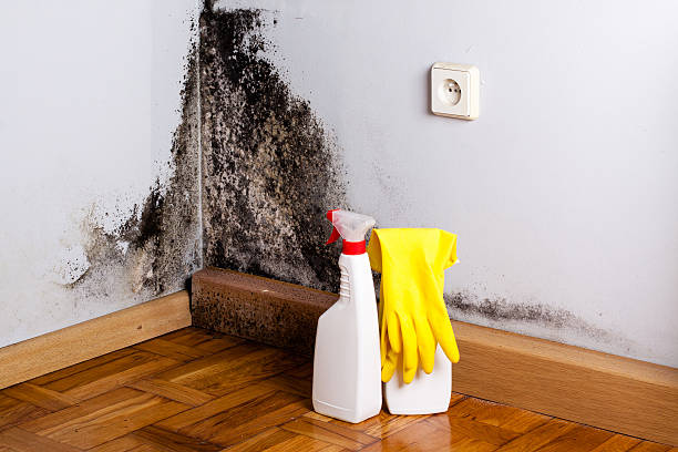 Best Black Mold Removal  in Pulaski, WI